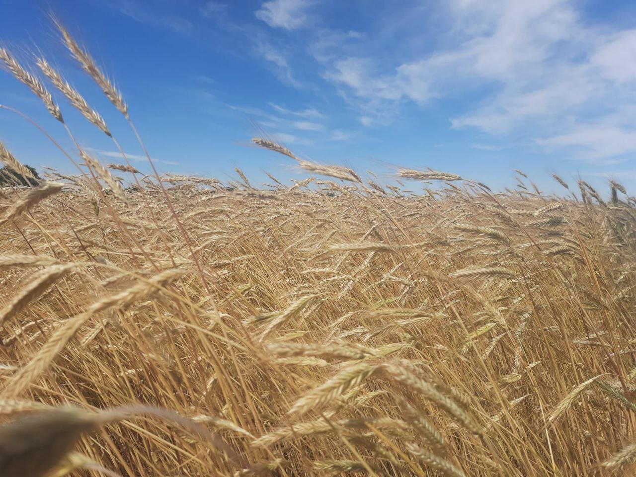 В Воскресенском районе урожай зерна и подсолнечника превысил результаты 2024 года